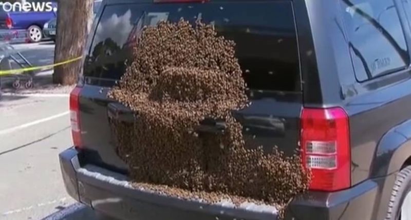 في حادثة غريبة : سرب من النحل يتجمع على سيارة