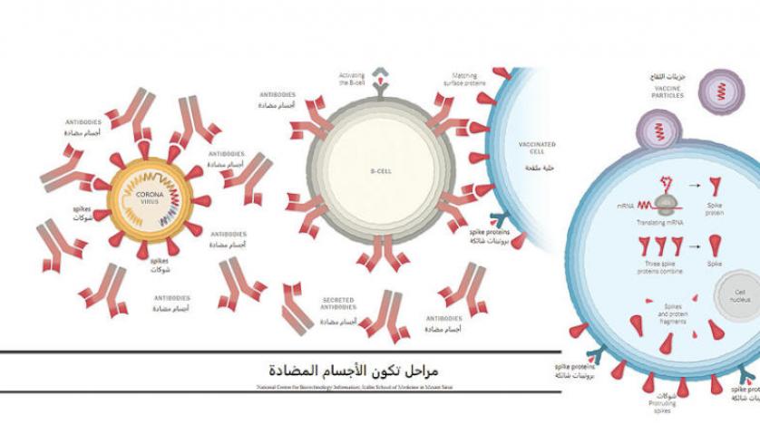 تعرف على الجدول الزمني للقاح المضاد لـ #كورونا