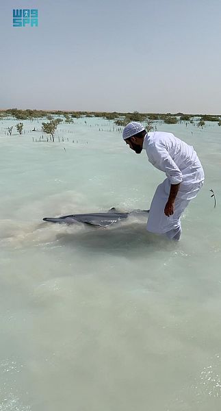 #شاهد عملية إنقاذ لعشرات الدلافين في شاطئ أملج