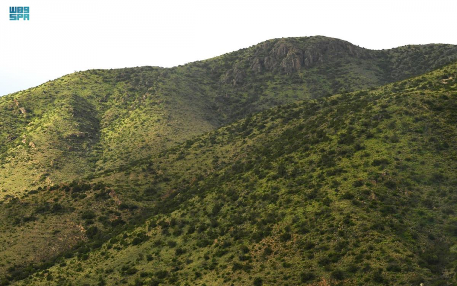 جبال وسهول منطقة #عسير تتحول إلى لوحات طبيعية خضراء على امتداد البصر