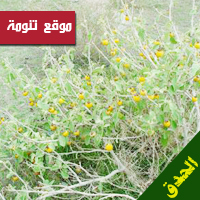  نبات (الحدق)