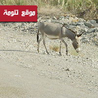 حيوانات سائبة تثير جدلا بين الزراعة والبلدية في تنومة 