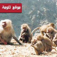 توصيات  للحد من مشاكل \"القرود\" في محافظة النماص 