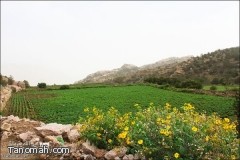 ضباب وسحب الاربوعة تستهوي عشاق التصوير