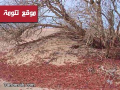الزراعة ترصد تجمعات للجراد في محافظة الليث 