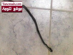 "ثعبان" يصرف طالبات  ثانوية بالمجاردة لمنازلهن 