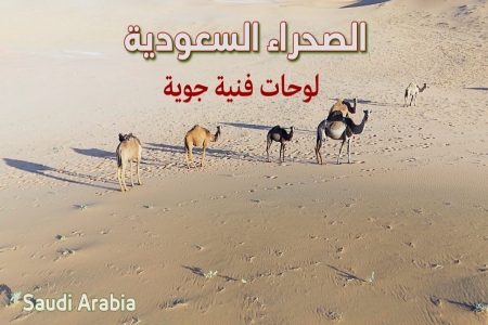 الإبل بين الكثبان… رحلة في عالم الصحراء
