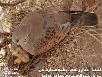 رصد طيور القميري أثناء رعاية صغارها